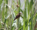 IMG_8635Reed-Warbler.jpg