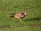 IMG_8850-Common-buzzard.jpg