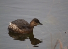 IMG_8889-Little-grebe.jpg