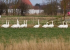 IMG_9006-Whooper-swan.jpg