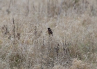 IMG_9032-Stonechat.jpg