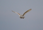 IMG_9072-Barn-owl.jpg