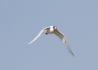 IMG_9310-Mediterranean-gull.jpg