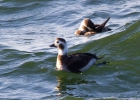 IMG_9333-Long--tailed-duck.jpg