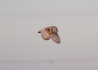 IMG_9395-Barn-owl.jpg