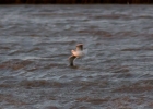 IMG_9459-Little-gull.jpg