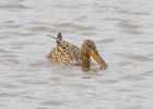 IMG_9484-Shoveler.jpg