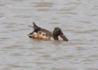 IMG_9486-Shoveler.jpg