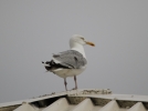 IMG_9585-Herring-Gull.jpg