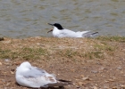 IMG_9630-Sandwich-tern.jpg