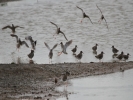 IMG_9651-Redshank.jpg