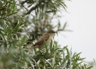 IMG_9655-Sedge-Warbler.jpg