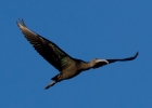 IMG_9668-Glossy-ibis.jpg