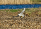 IMG_9699-Peregrine.jpg