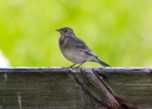 IMG_9711-Pied-wagtail.jpg