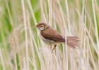 IMG_9783-Reed-warbler.jpg