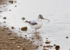 IMG_9806-Little-gull.jpg