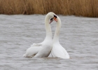 IMG_9907-Mute-swans.jpg