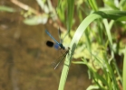 IMG_9980-Banded-Demoiselles.jpg