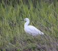 Little-Egret-7324.jpg