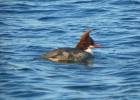 P1010205-Goosander.jpg