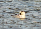 P1020424-Smew.jpg