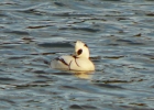 P1020427-Smew.jpg