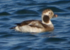 P1030022-Long---tailed-duck.jpg