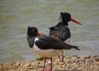 P1030065--Oystercatcher.jpg