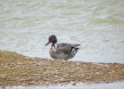 P1030119--Pintail.jpg