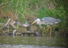 P1030200-Grey-heron.jpg