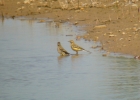 P1030597-Yellow-wagtail.jpg