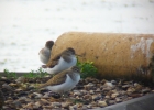 P1040013-Common-sandpiper.jpg