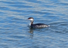 P1040080-Slavonian-grebe.jpg