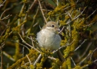 P1040777-Woodchat-shrike.jpg