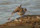 P1050489-Spotted-redshank.jpg