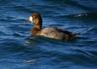 P1060571-Scaup.jpg