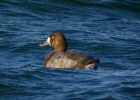 P1060598-Scaup.jpg