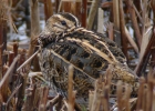 P1060828-Common-snipe.jpg