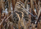 P1060829-Common-snipe.jpg