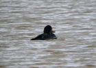 P1070155-Common-scoter.jpg