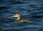 P1070253-Great-crested-greb.jpg