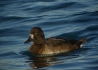 P1070257-Tufted-duck.jpg