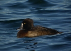 P1070259-Tufted-duck.jpg