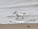 _MG_6545-Sanderling.jpg