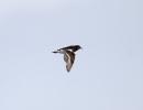 _MG_6554-Turnstone.jpg