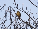 _MG_6597-Corn-bunting.jpg