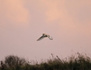 _MG_6631-Barn-owl.jpg