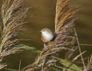 _MG_6951-Bearded-tit.jpg