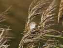 _MG_6953-Bearded-tit.jpg